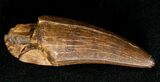 Fat Tyrannosaur Tooth - Judith River Group #17623-2